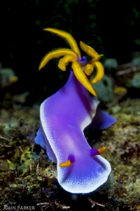 Anilao is full of Nudibranch by John Parker 